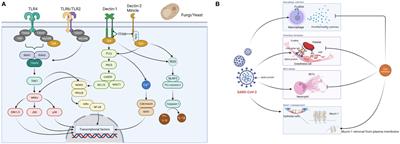 Implications of empirical administration of caspofungin in COVID-19 complicated fungal infections